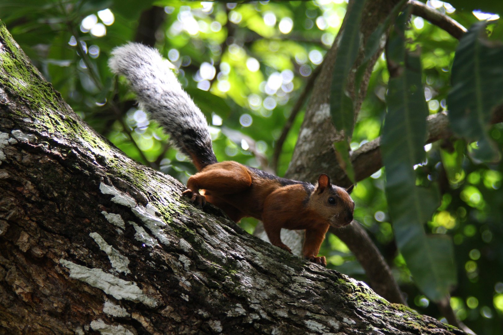 variegated squirrel (Sciurus variegatoides) @ Montezuma 2014