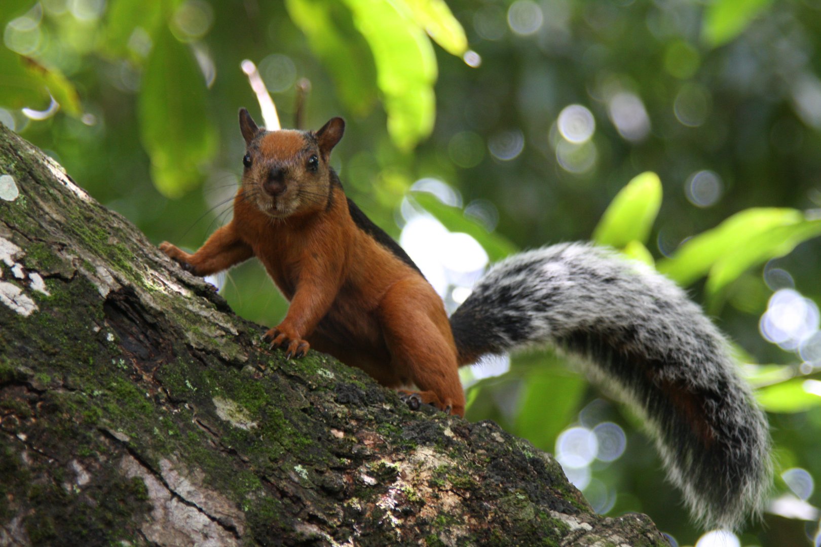 variegated squirrel (Sciurus variegatoides) @ Montezuma 2014