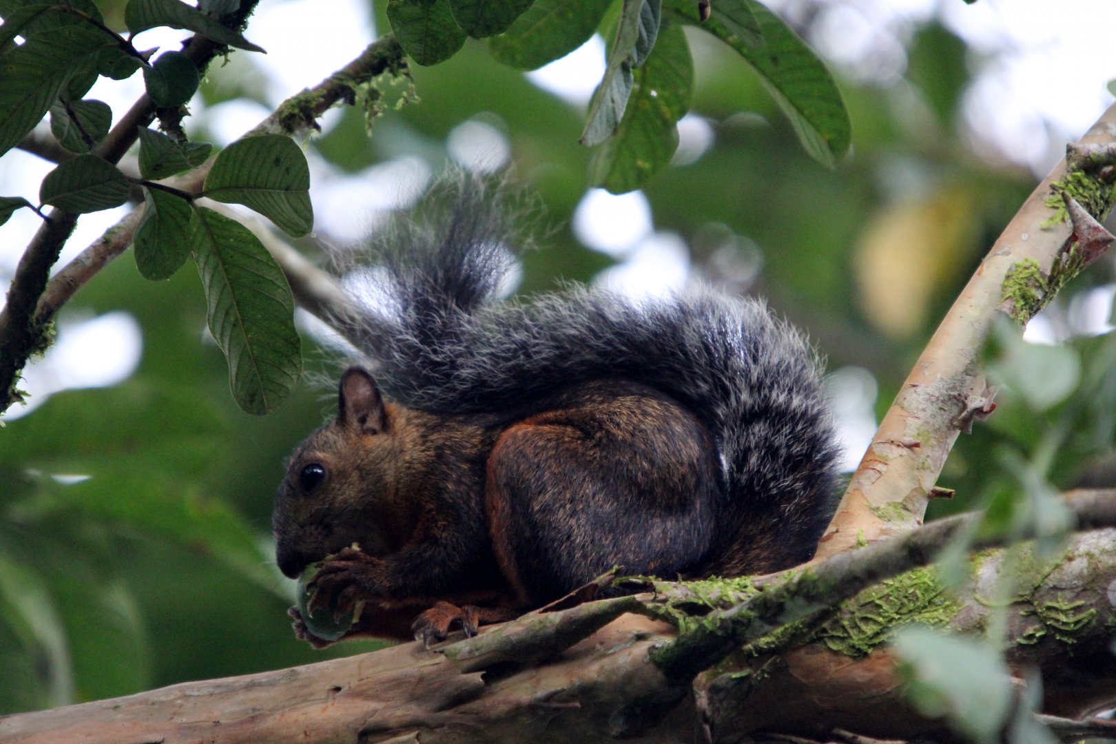 variegated squirrel (Sciurus variegatoides thomasi)