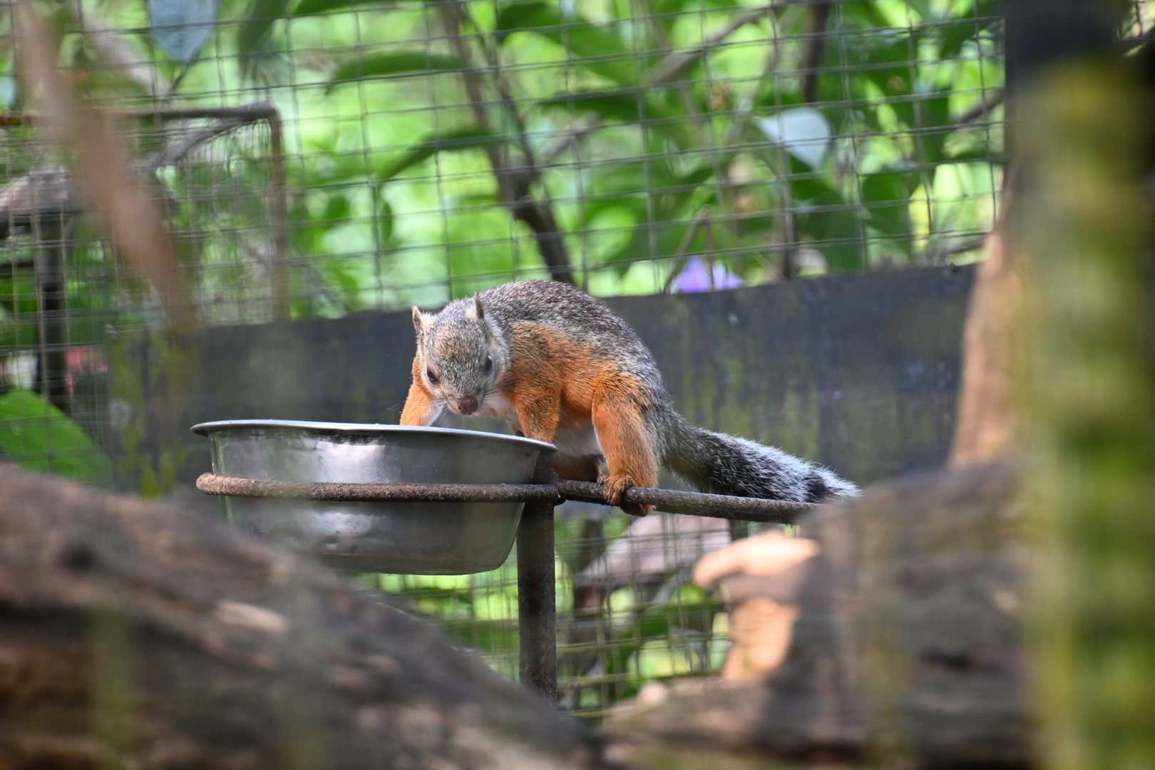 Variegated squirrel (Sciurus variegatoides)