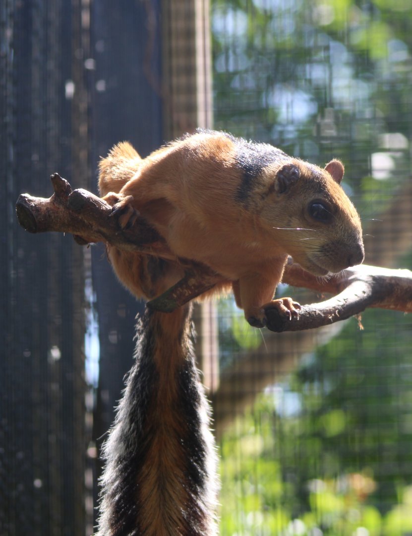 Variegated squirrel - ssp. S. v. atrirufus