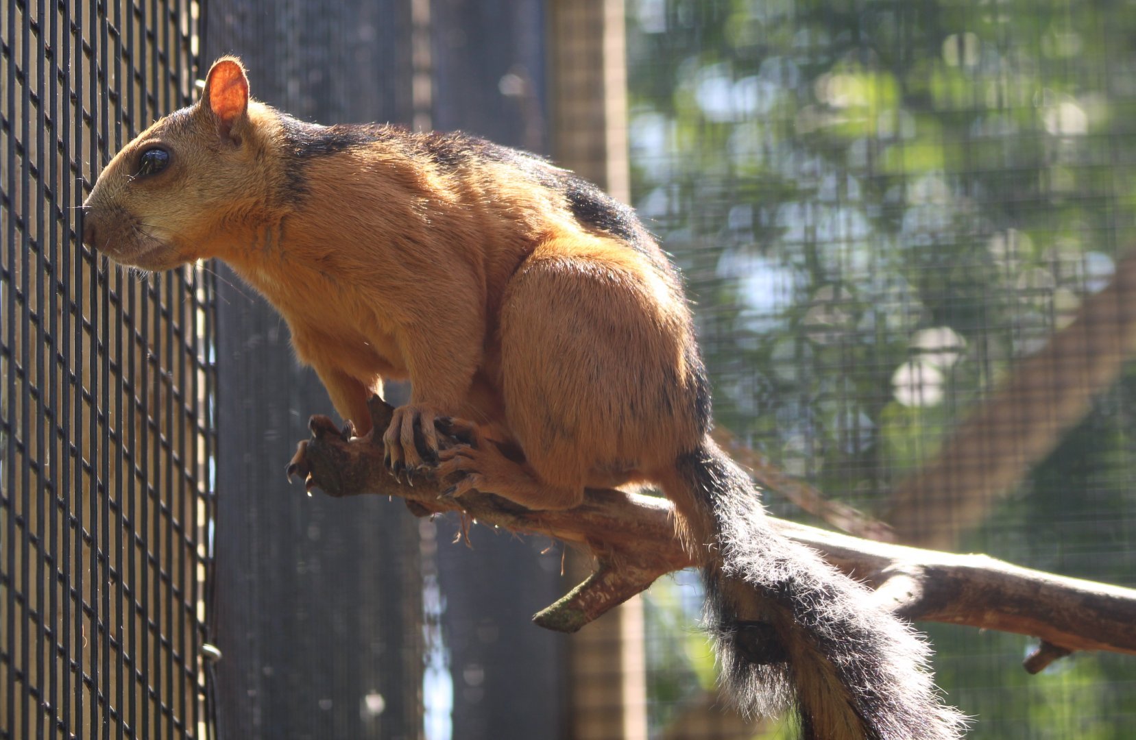 Variegated squirrel - ssp. S. v. atrirufus