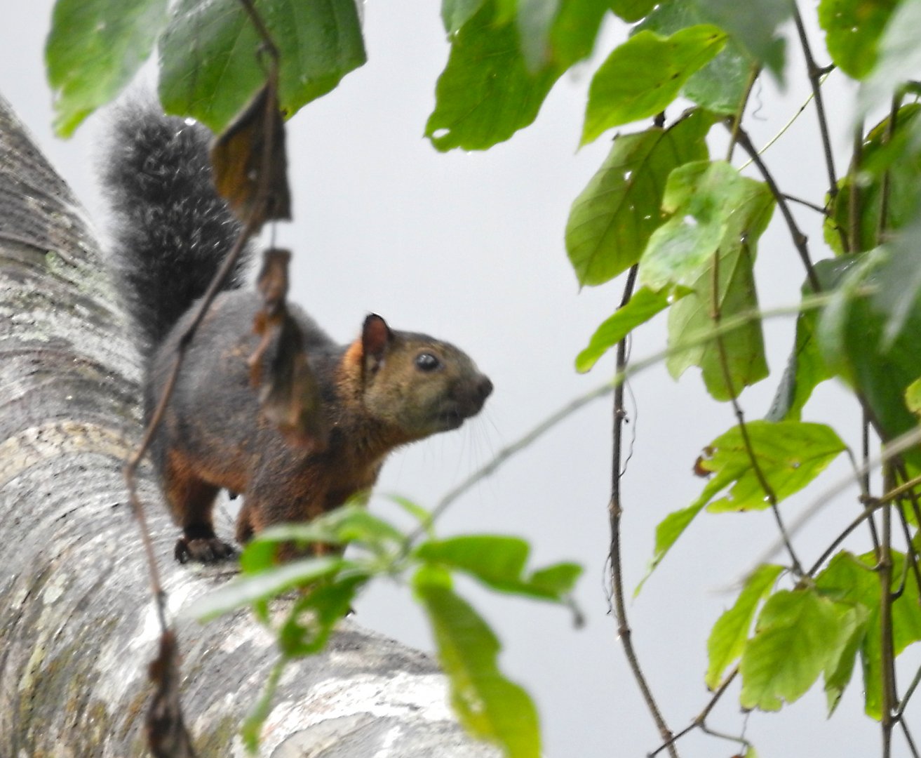 Variegated Squirrel (ssp?)