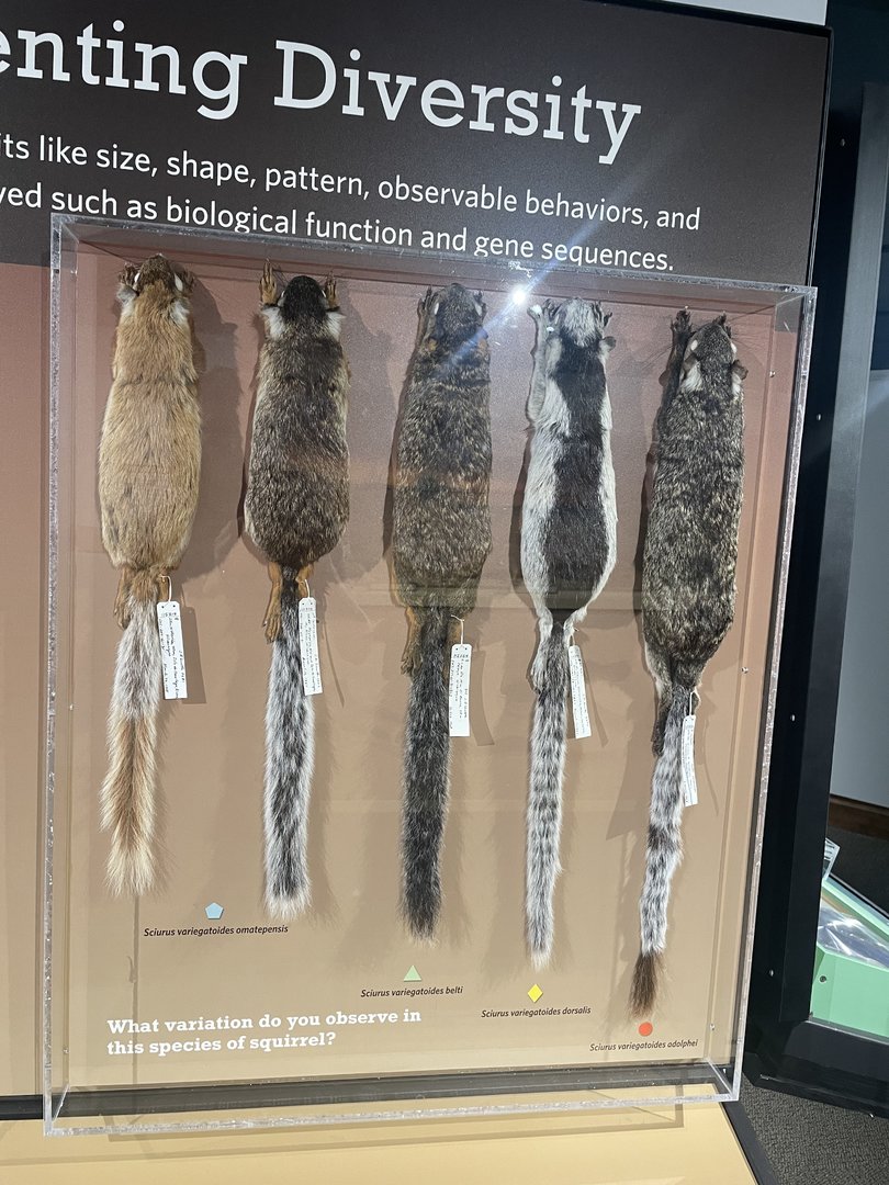 Variegated Squirrels