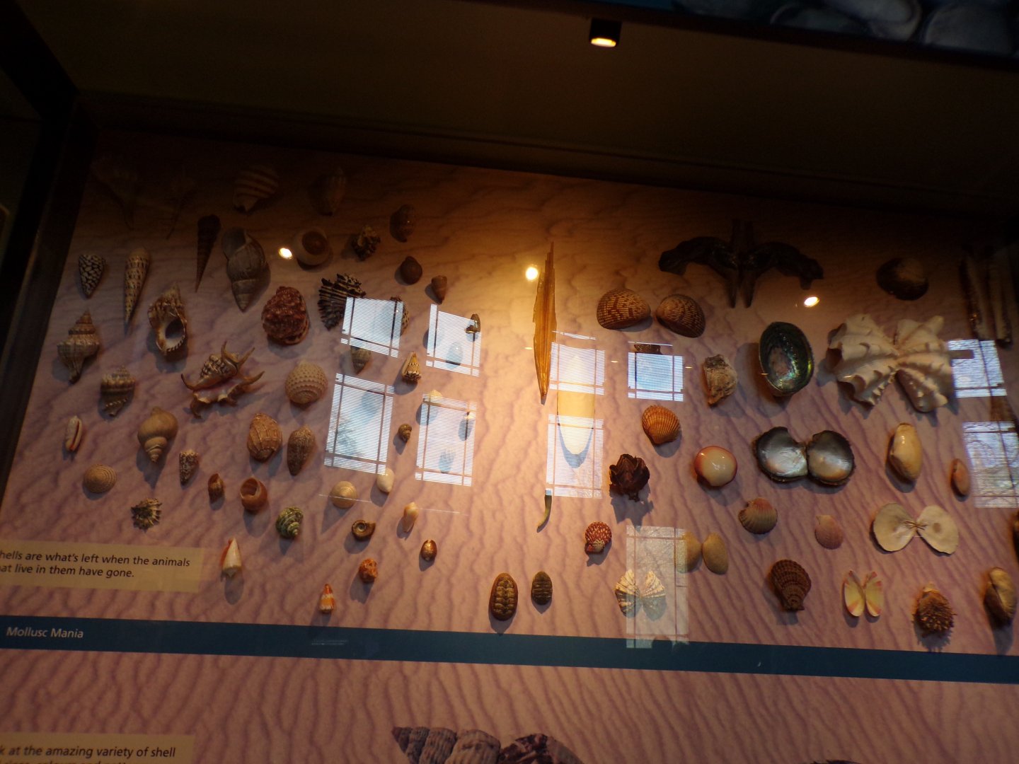 Varieties of sea shells (taken at Kelvingrove museum) 12.2.24