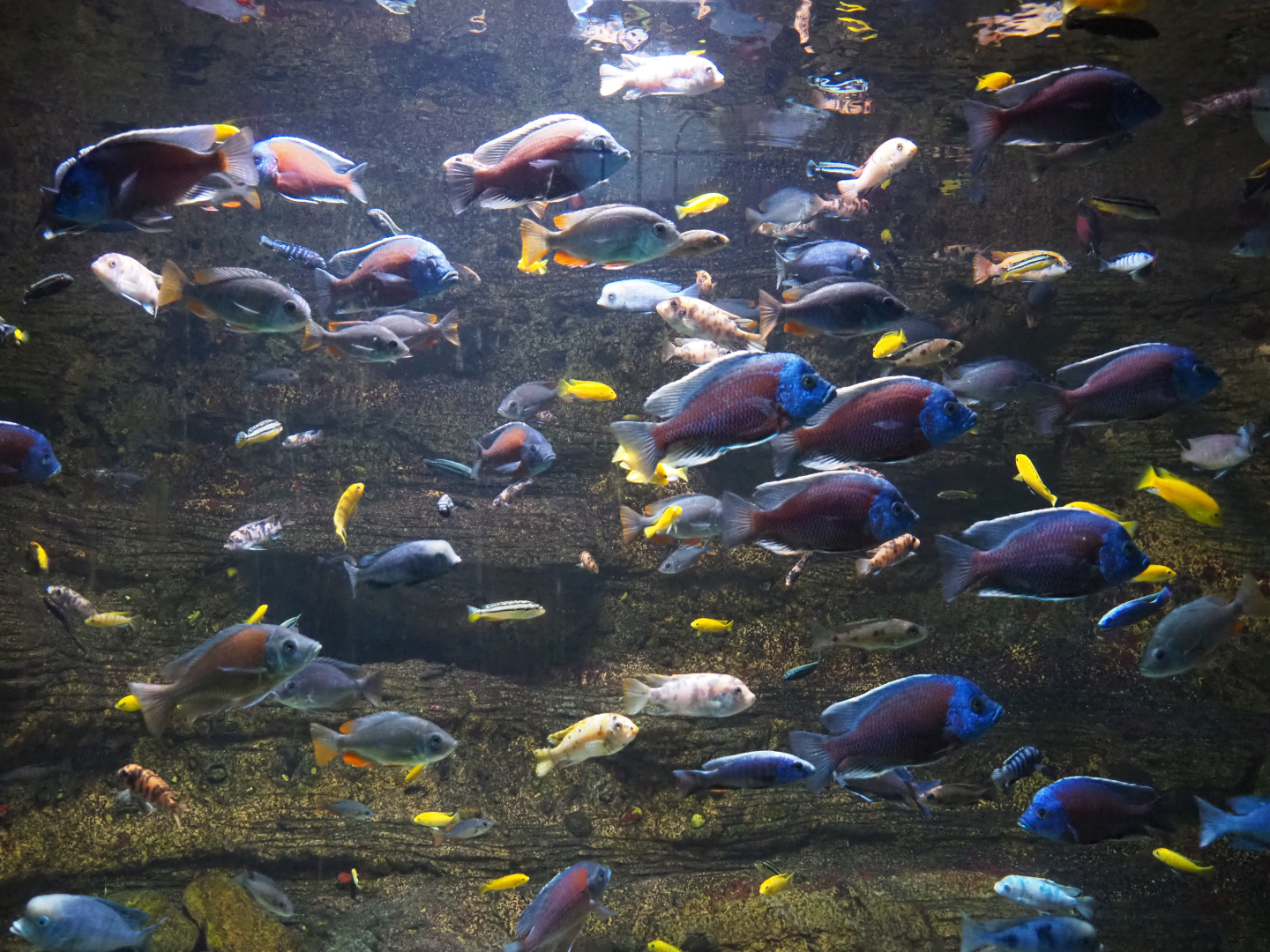 Variety of Lake Malawi Mbuna/Haplochromine cichlids, 2020-09-20