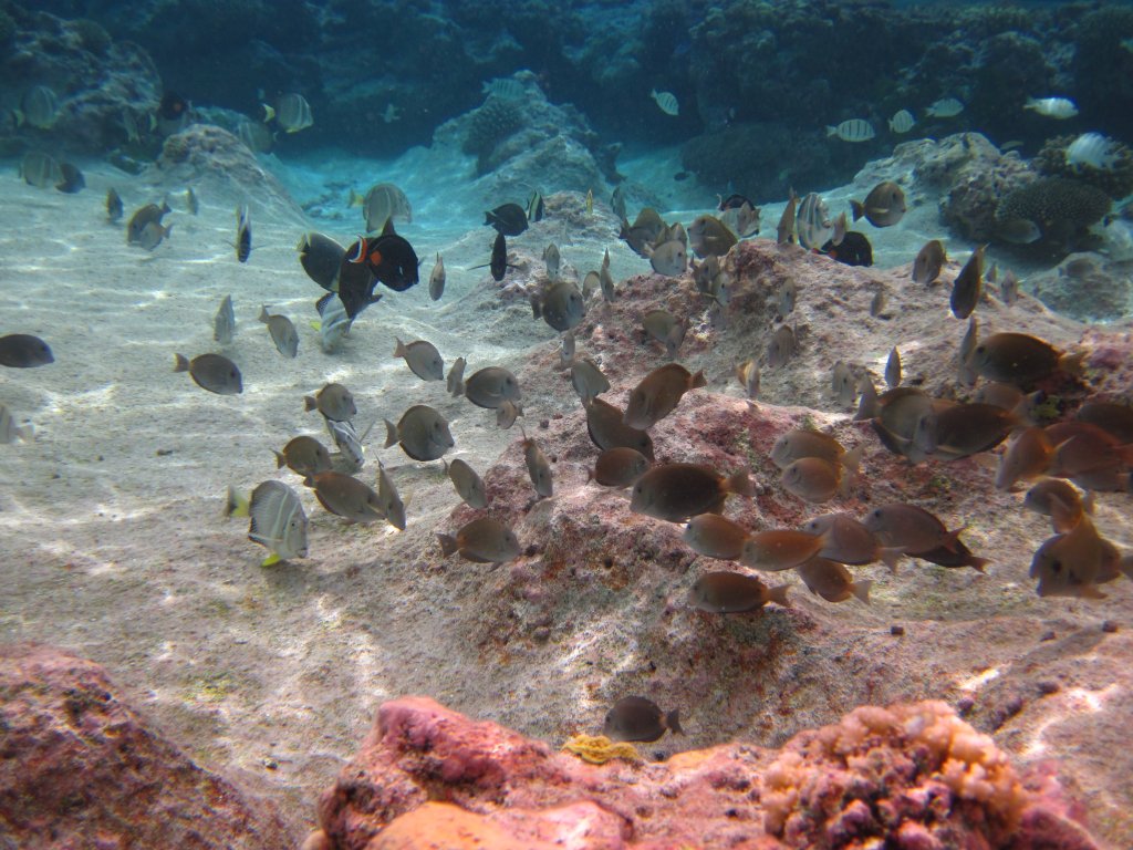 Variety of reef fish
