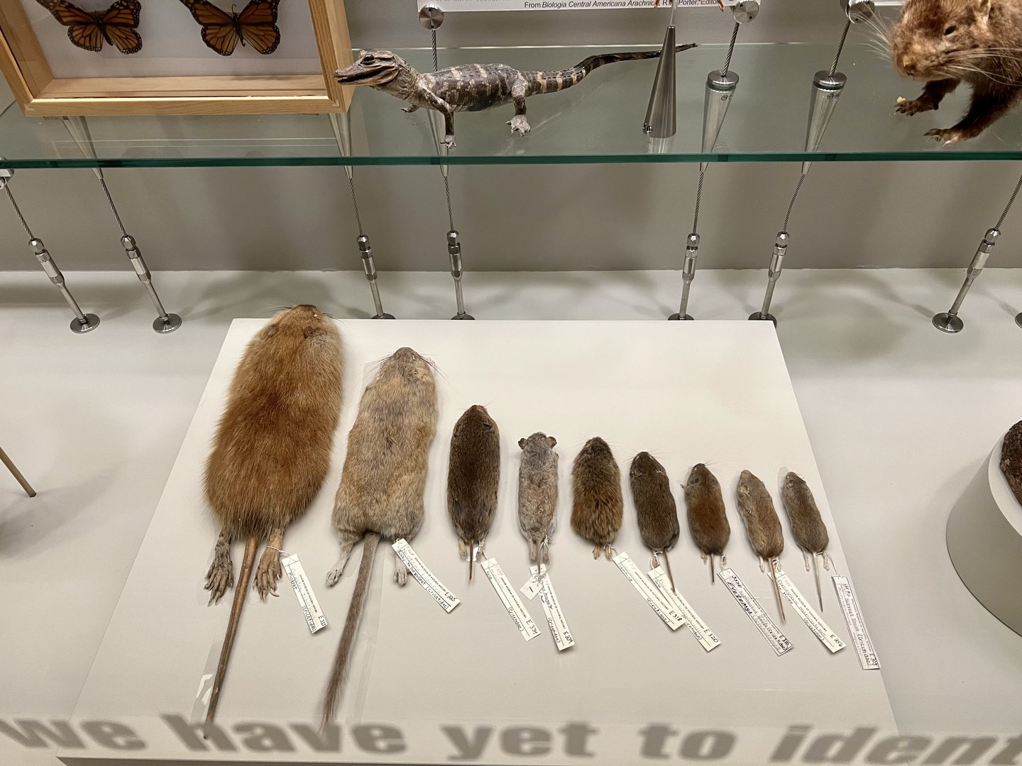 Variety of small rodents and an Alligator pup