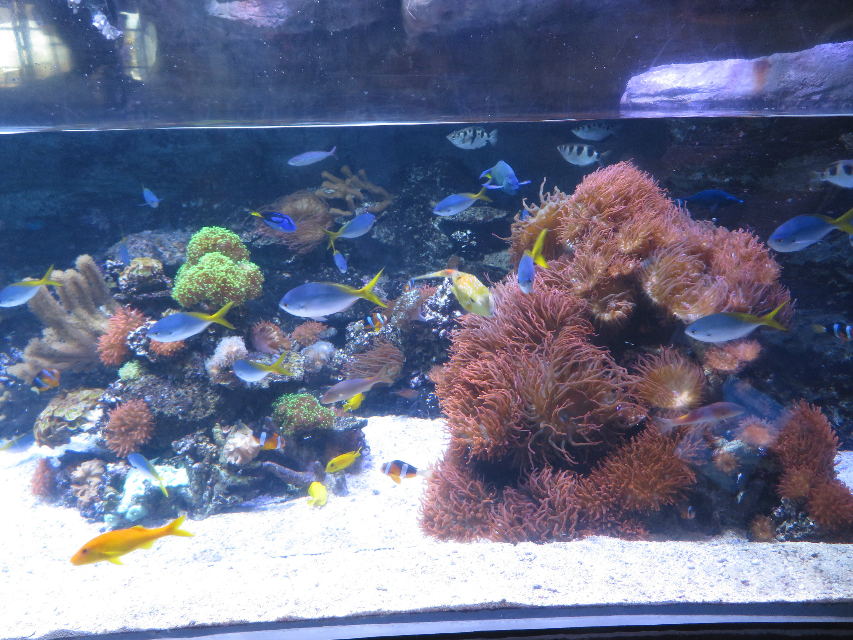 Variety of Tropical Reef Fish