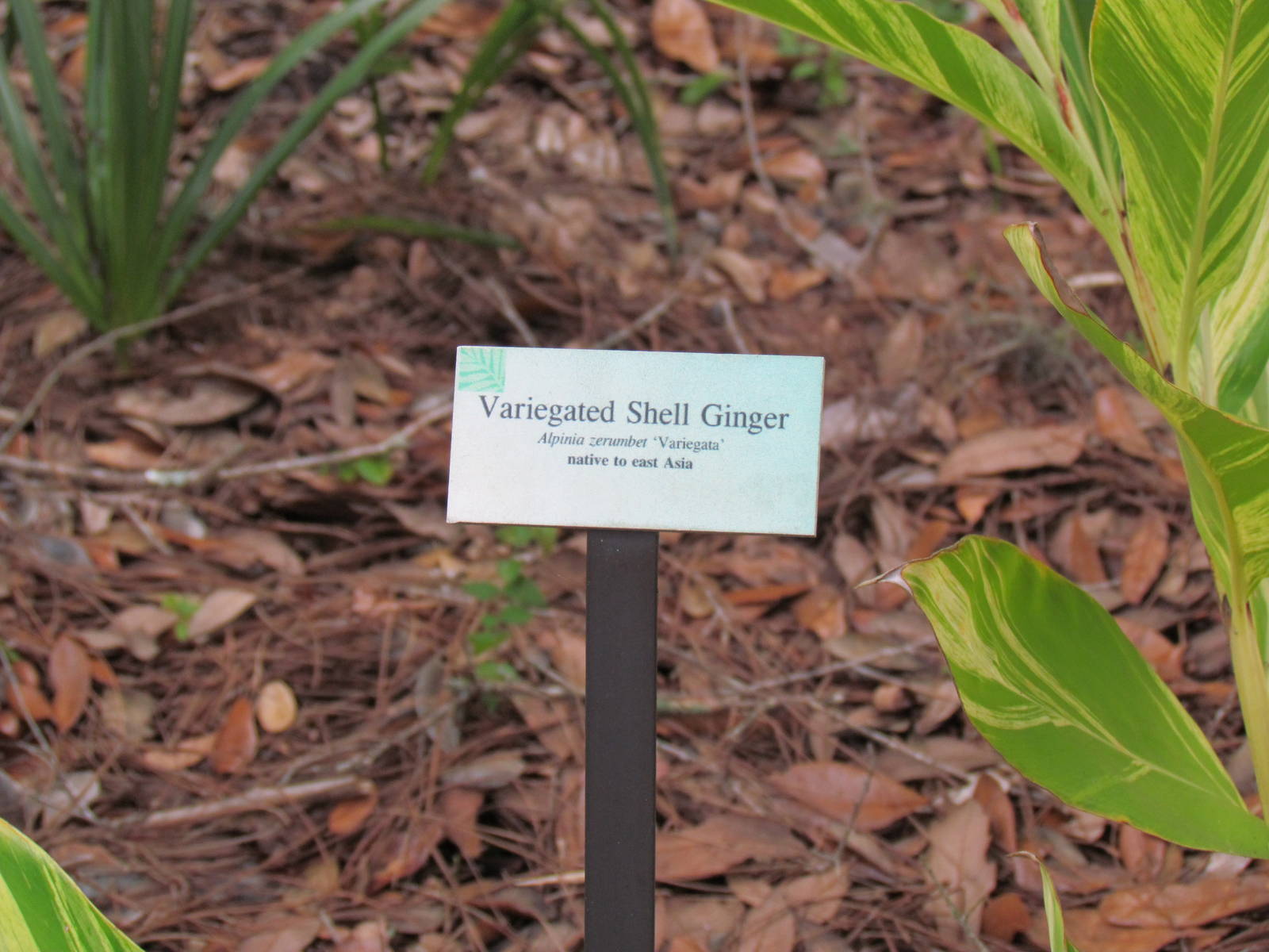 Varigated Shell Ginger