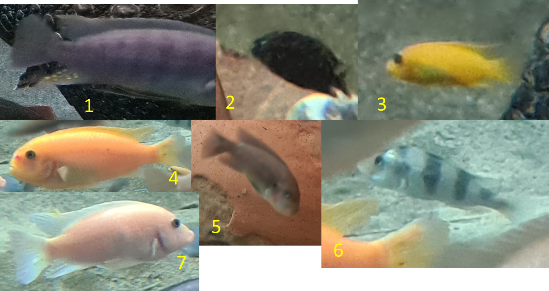 Various African cichlids ID