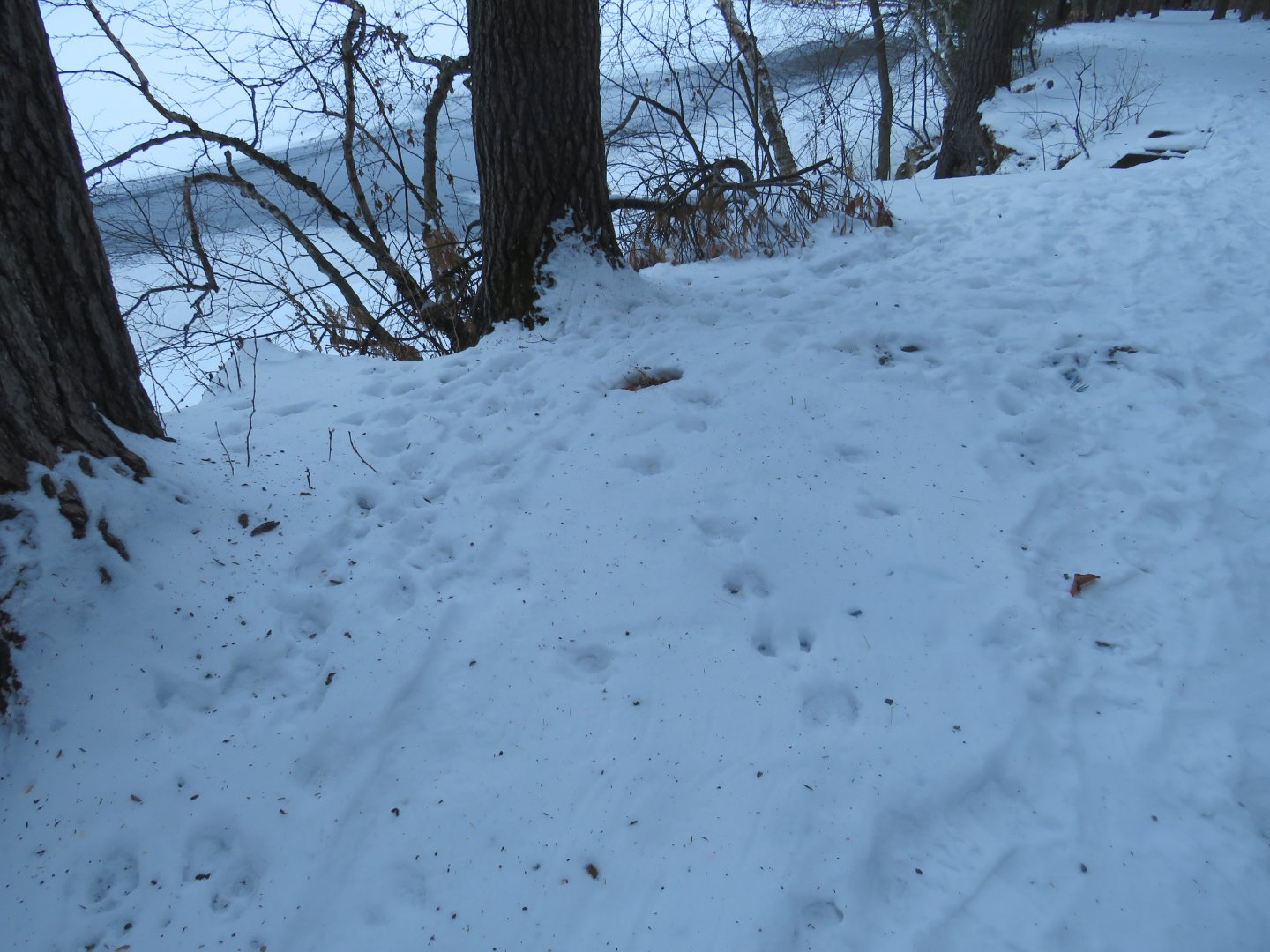 Various Animal Tracks