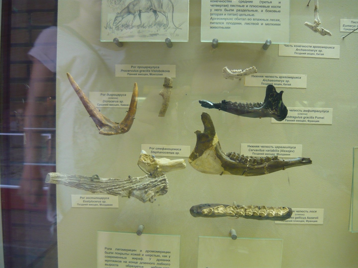 Various artiodactyl fragments