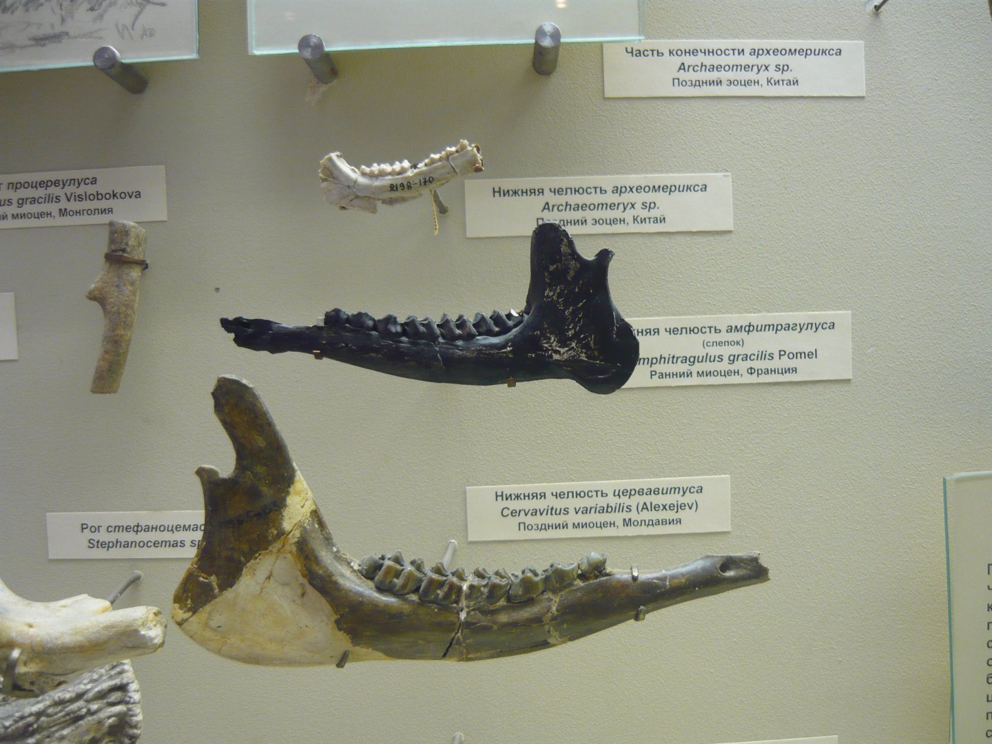 Various artiodactyl fragments