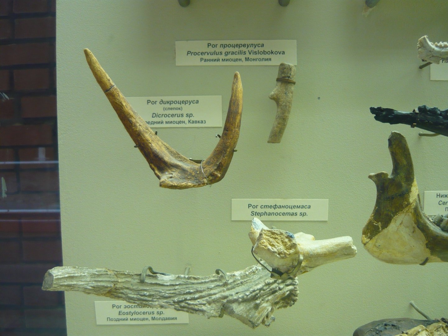 Various artiodactyl fragments