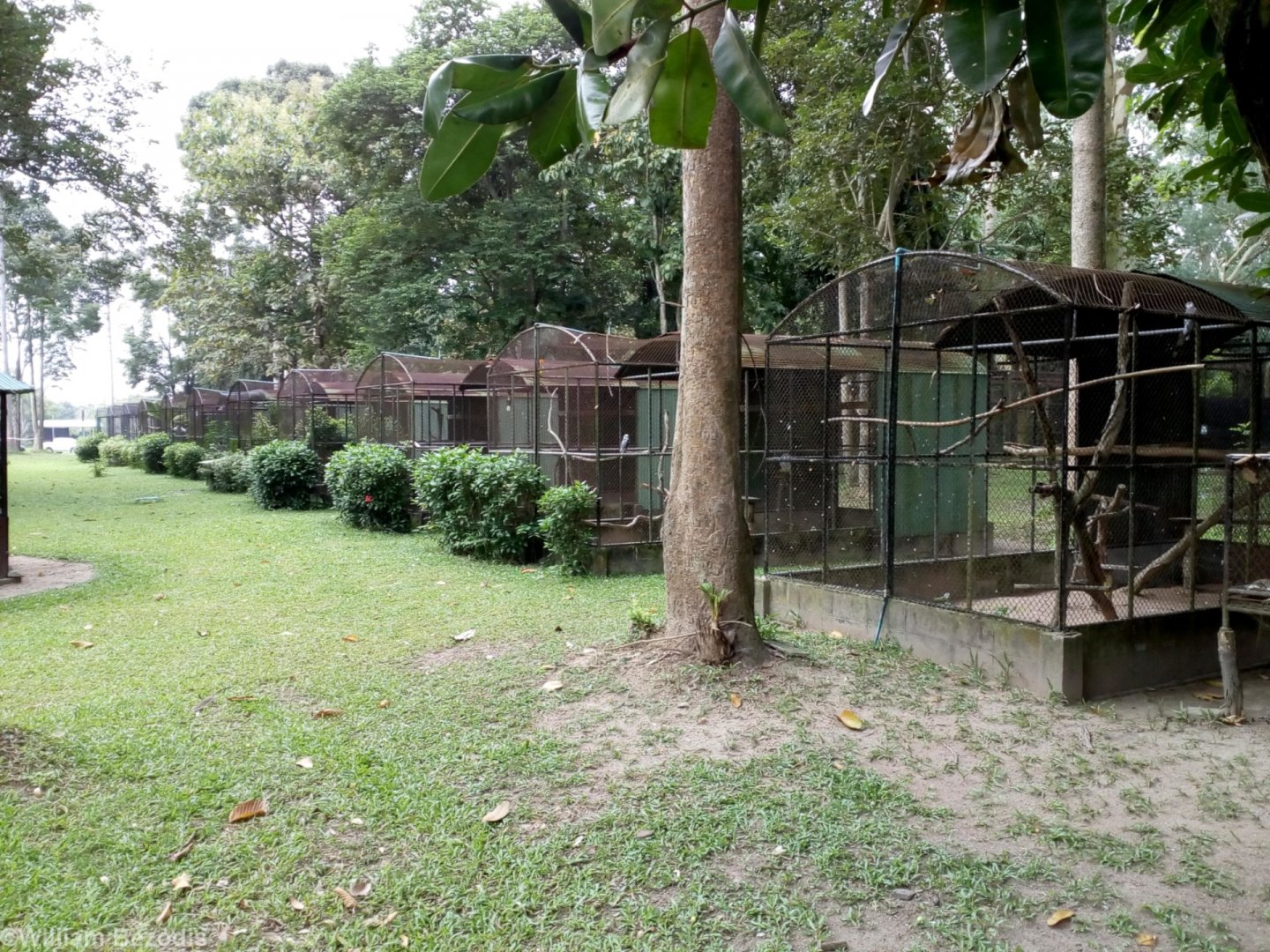 Various Bird Cages