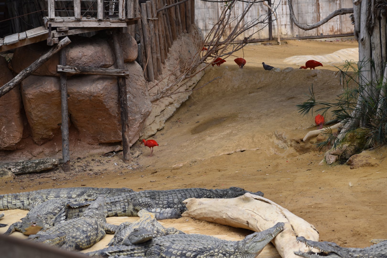Various birds and crocodiles ...