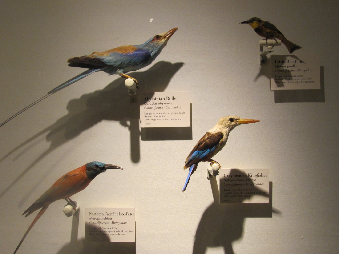 Various Birds