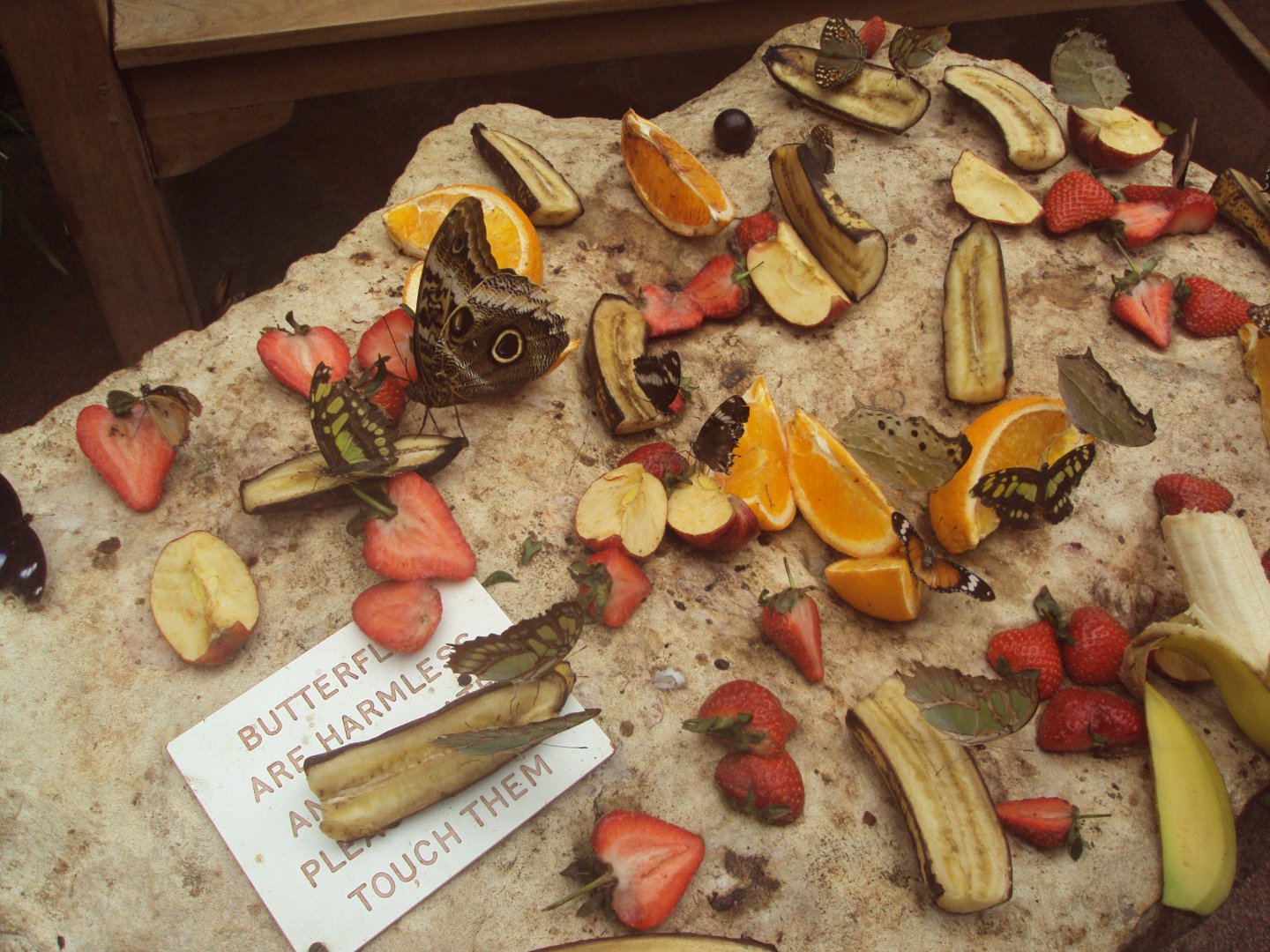 Various Butterfly's 28/05/2019