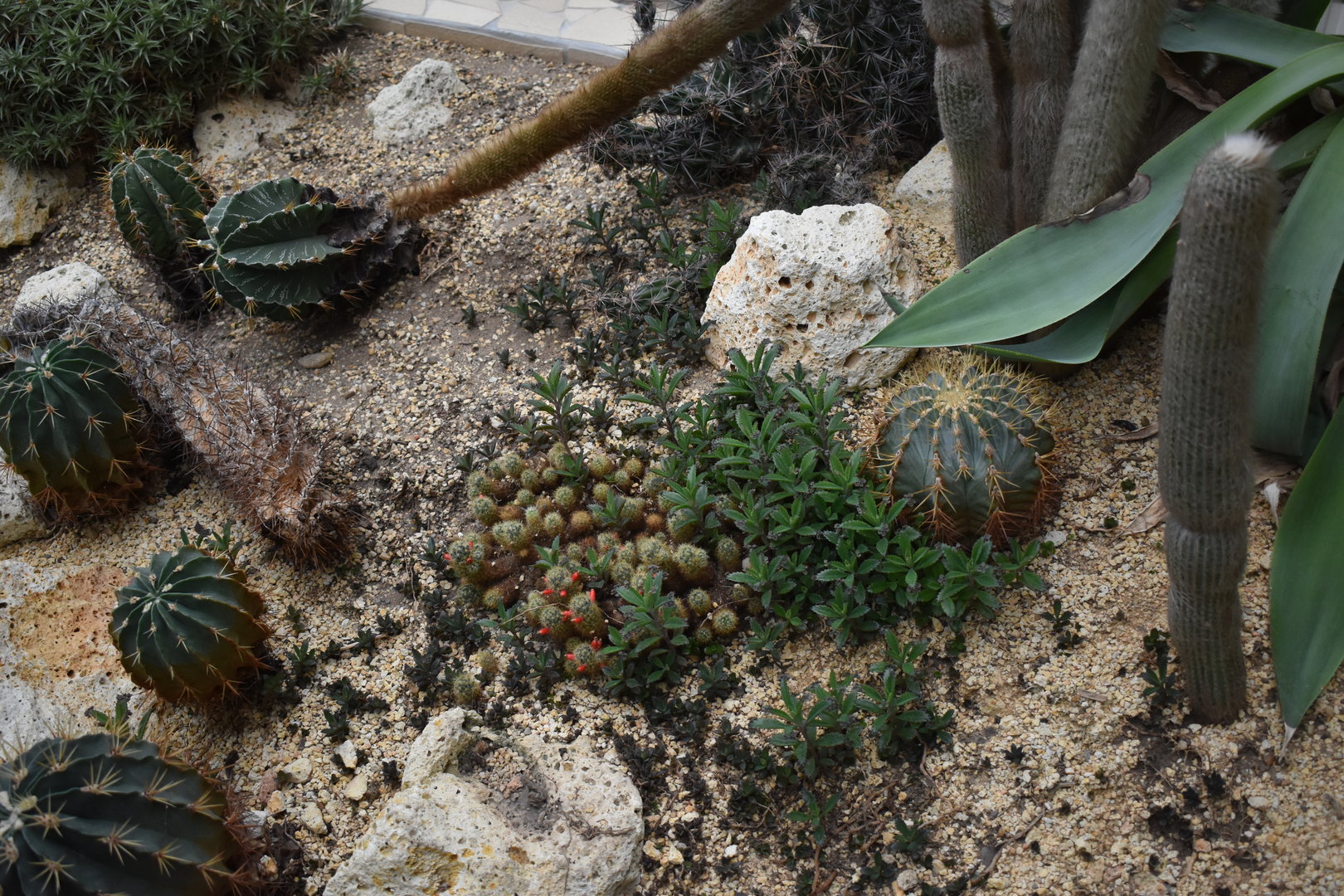 Various cactuses