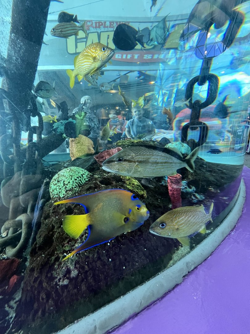 Various Caribbean fish species