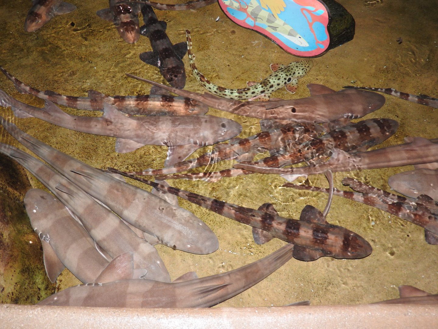 Various carpet sharks