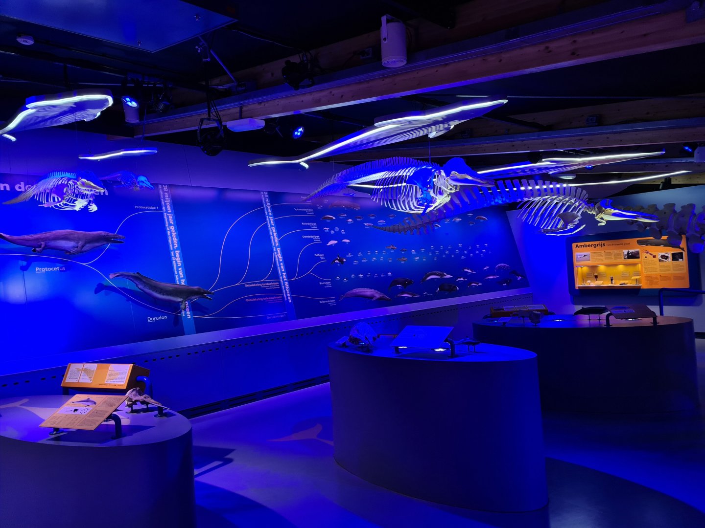 Various cetacean skeletons and whale evolutionary line