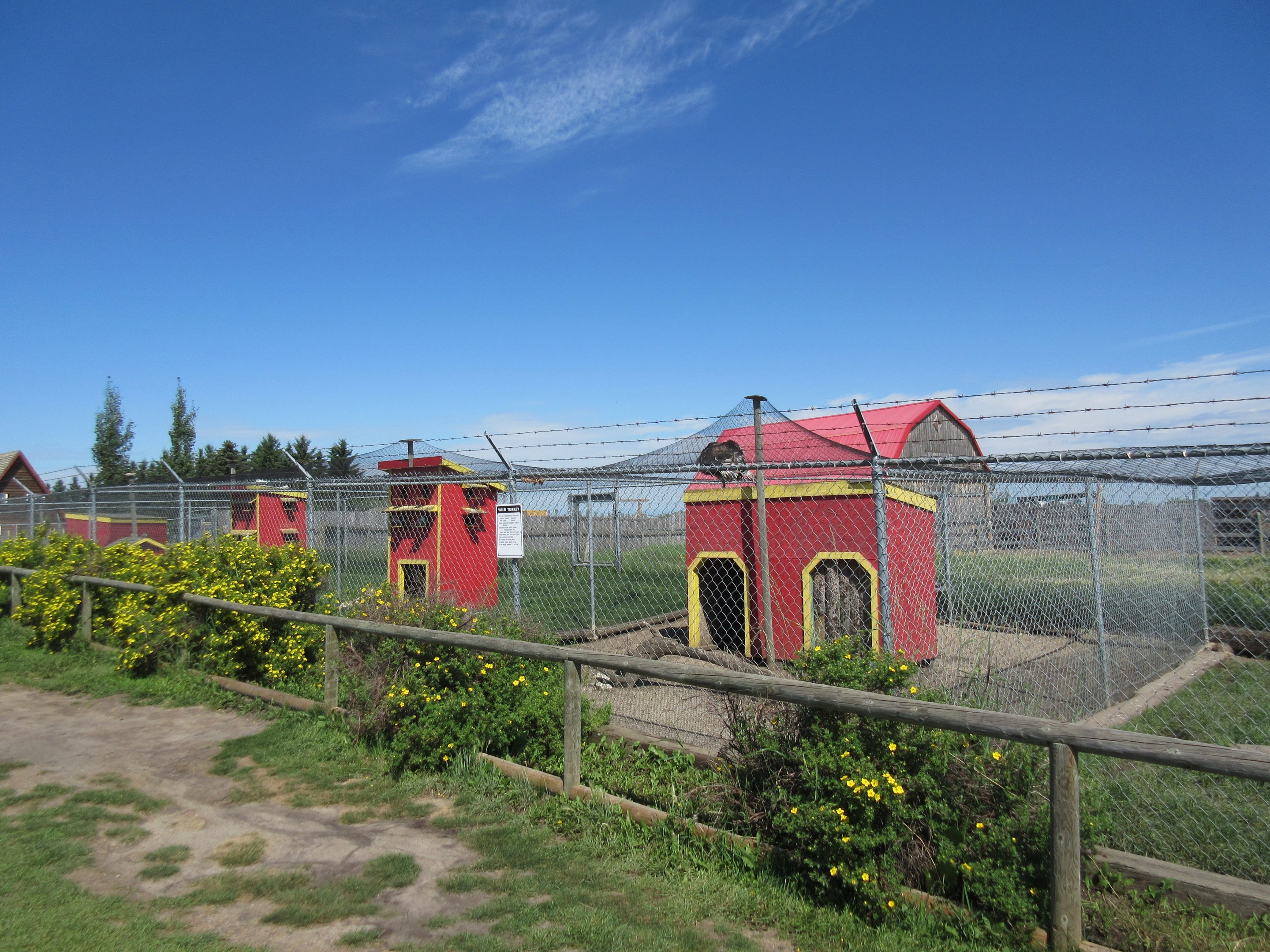 Various Chicken/Rooster Aviaries