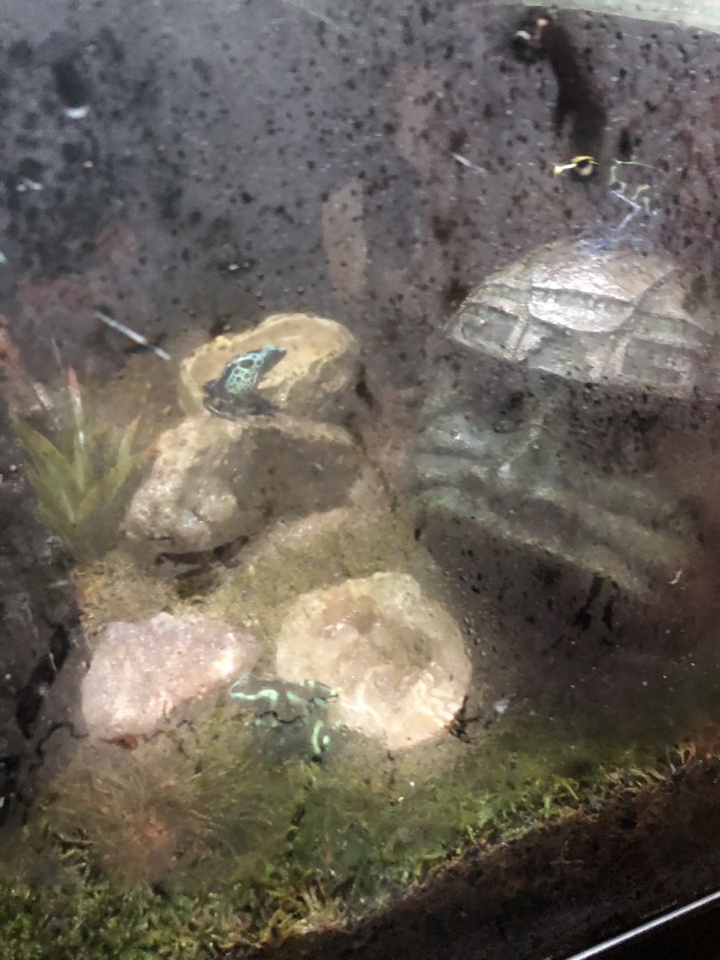 Various Dart Frog Species