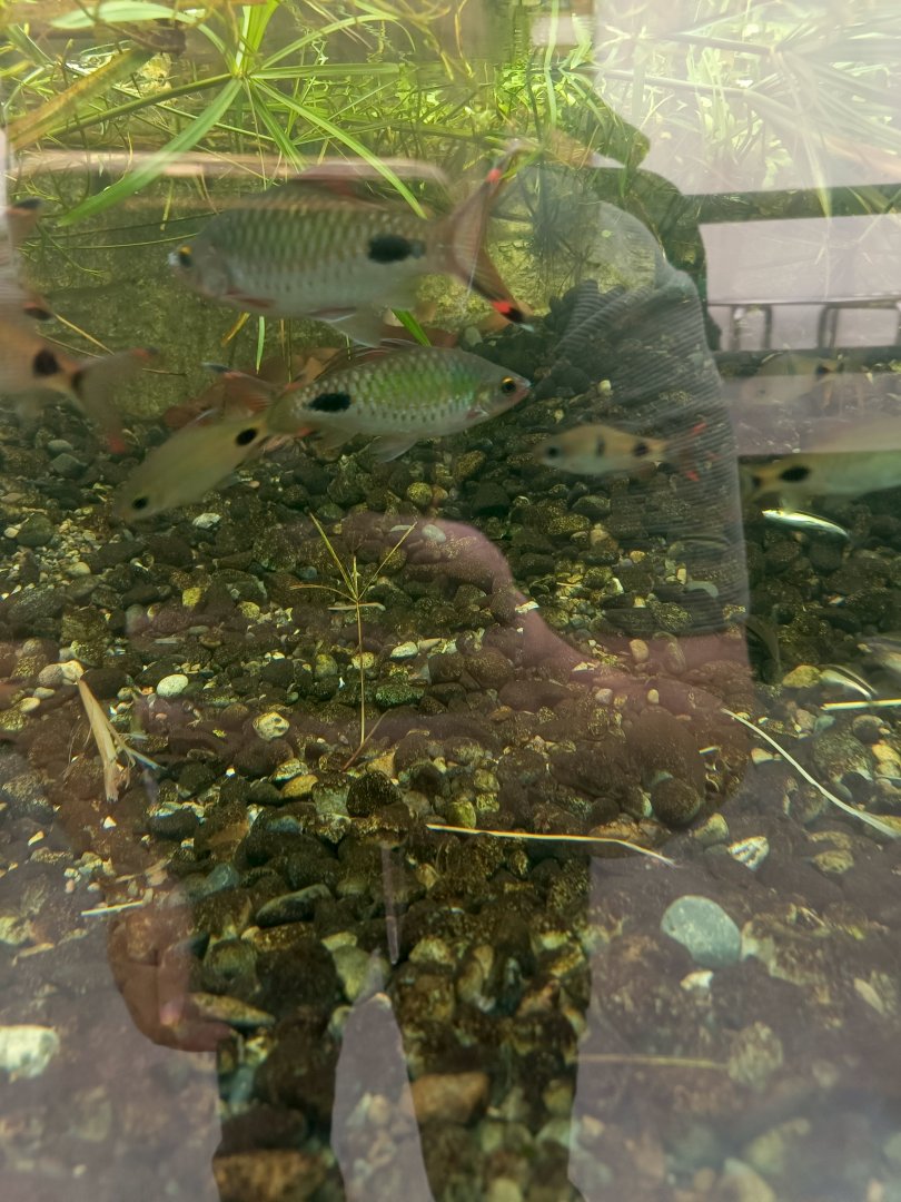 Various Dawkinsia barbs