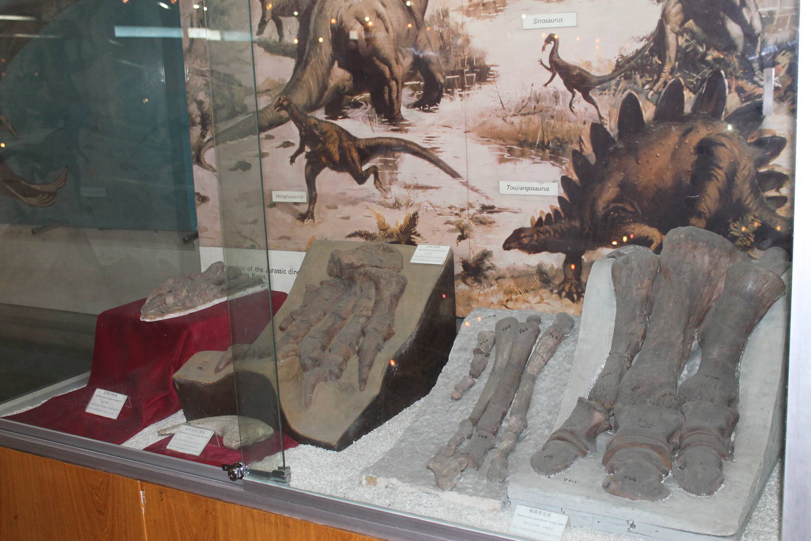 various dinosaur feet