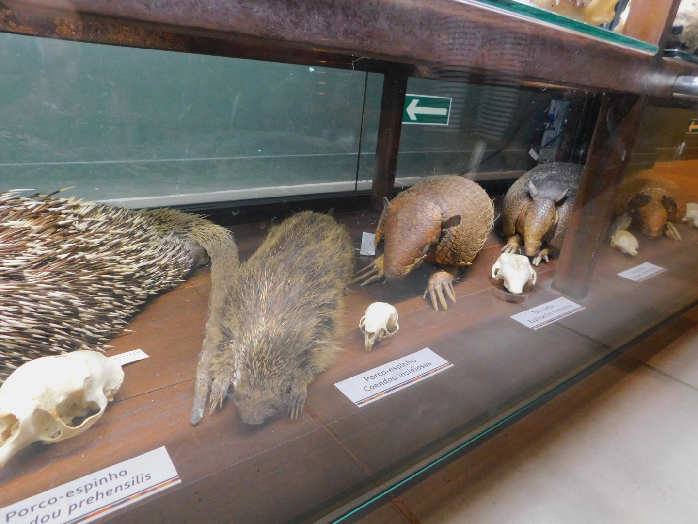 Various displays - Museum of PUC Minas - Brazil