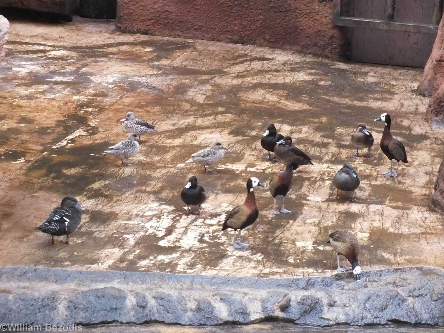 Various Duck Species - Afrykarium