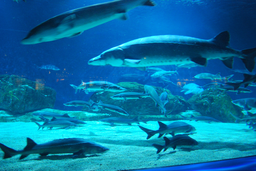 Various Exhibits at the beijing aquarium
