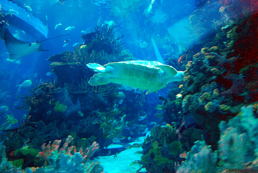 Various Exhibits at the beijing aquarium