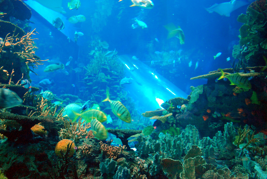 Various Exhibits at the beijing aquarium