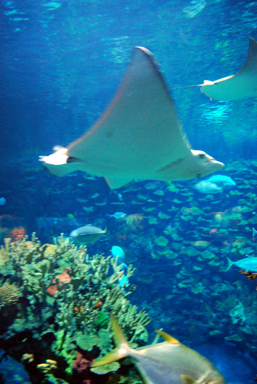 Various Exhibits at the beijing aquarium