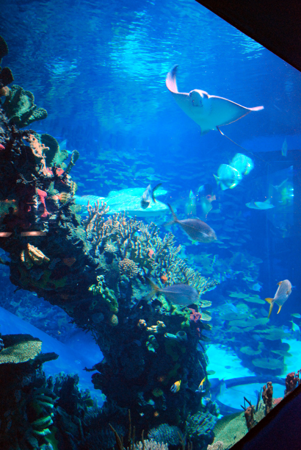 Various Exhibits at the beijing aquarium