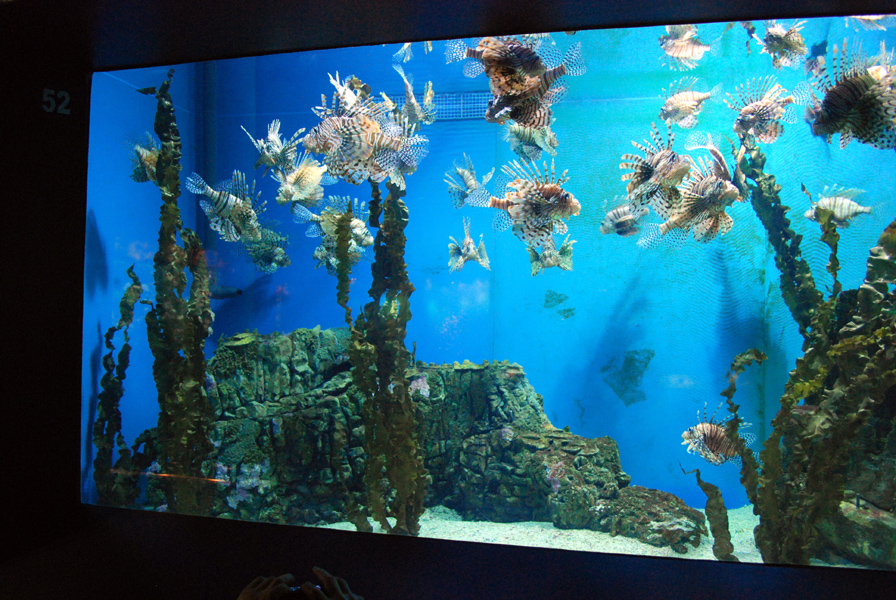 Various Exhibits at the beijing aquarium