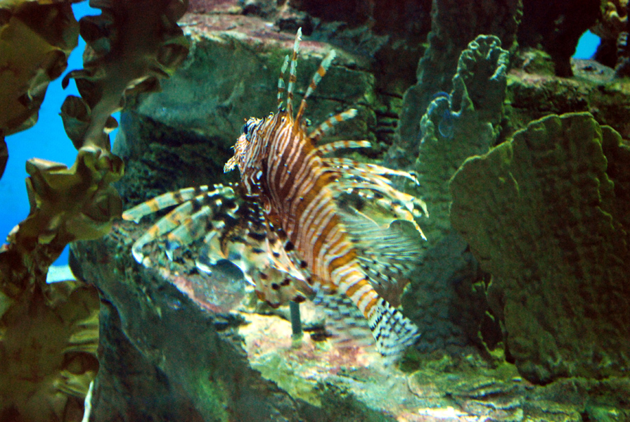 Various Exhibits at the beijing aquarium