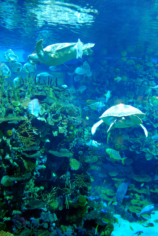 Various Exhibits at the beijing aquarium