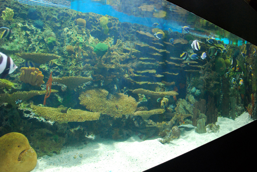 Various Exhibits at the beijing aquarium