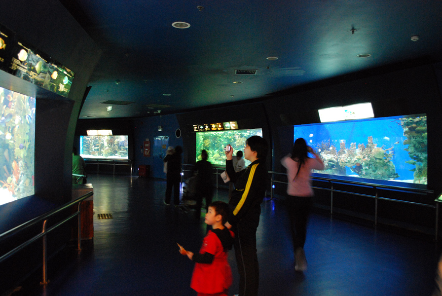 Various Exhibits at the beijing aquarium