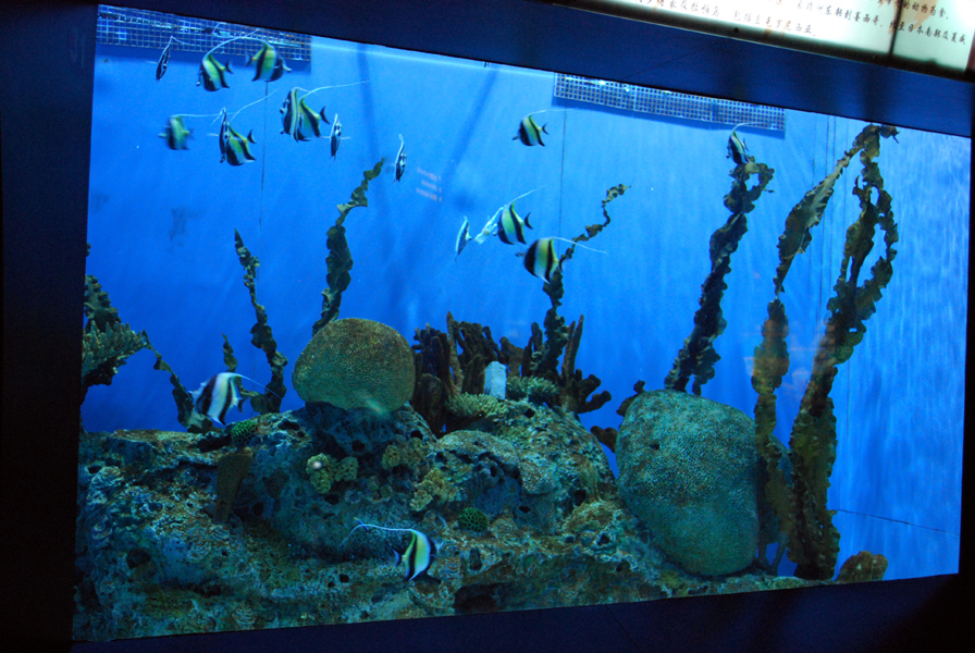 Various Exhibits at the beijing aquarium