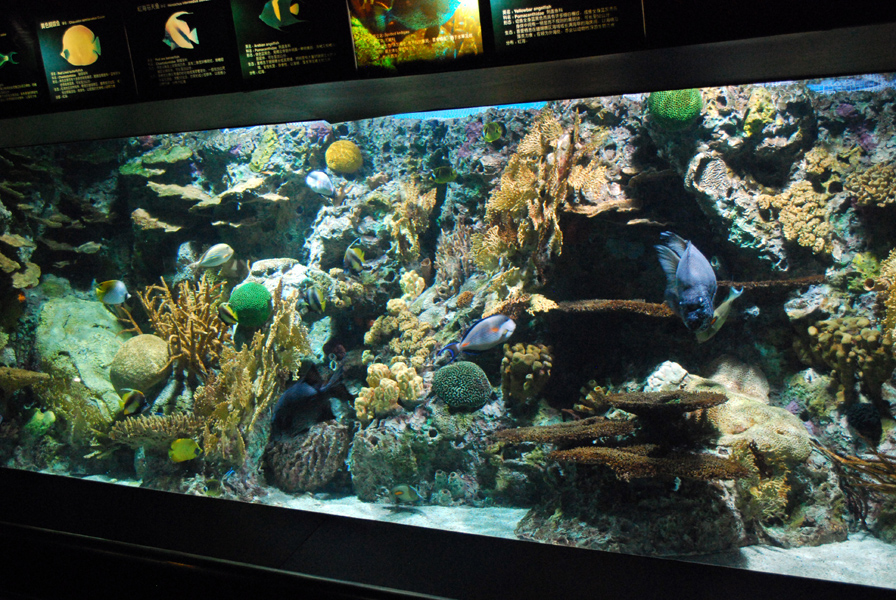 Various Exhibits at the beijing aquarium