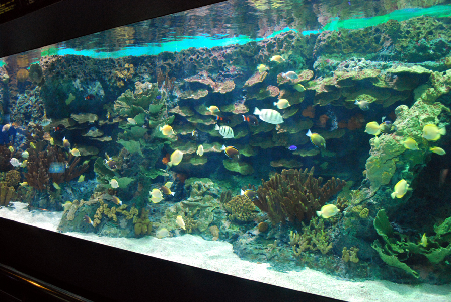 Various Exhibits at the beijing aquarium
