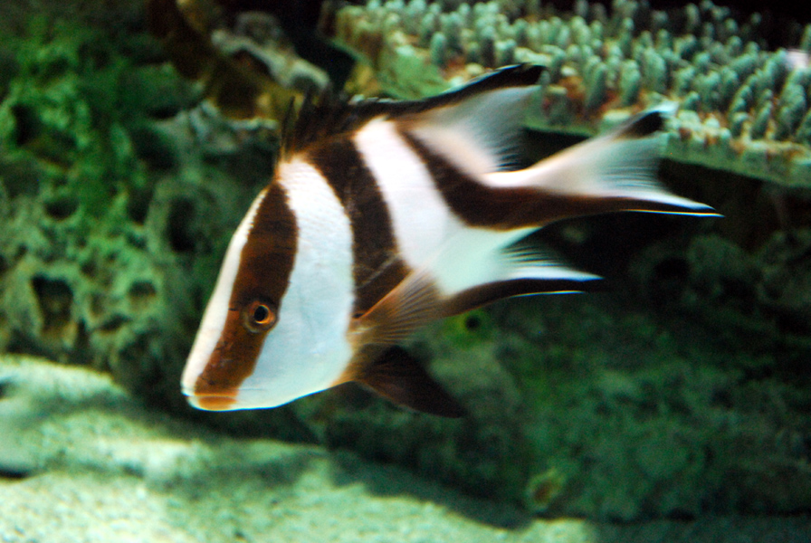 Various Exhibits at the beijing aquarium