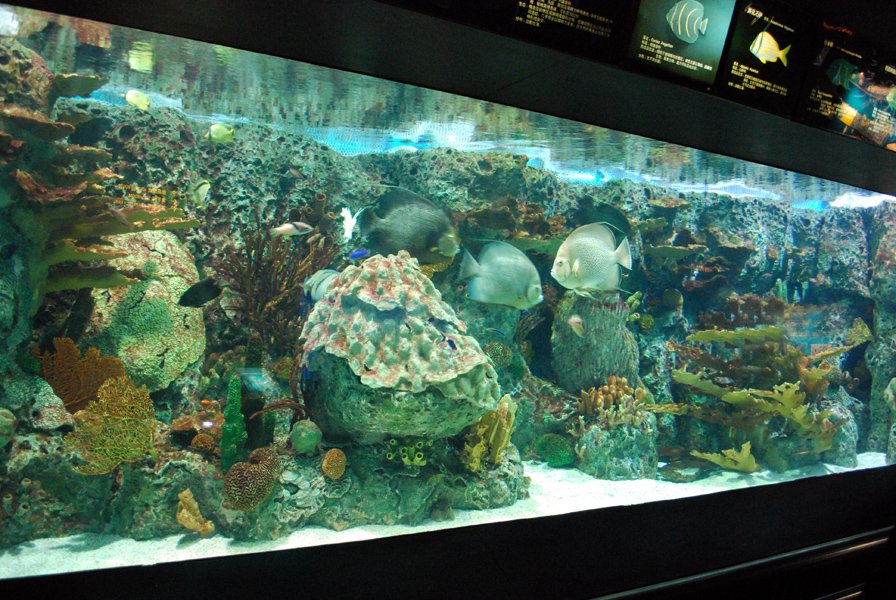 Various Exhibits at the beijing aquarium