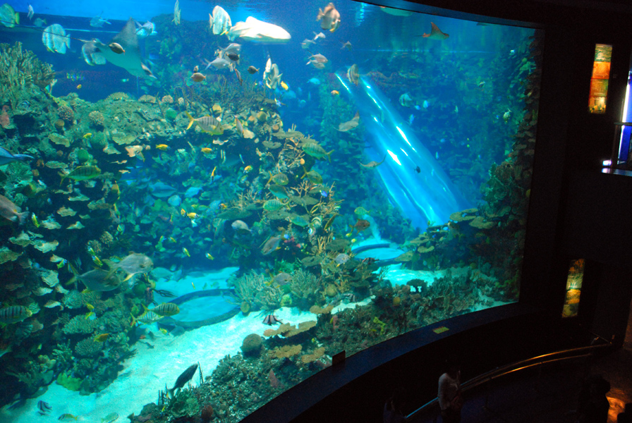 Various Exhibits at the beijing aquarium