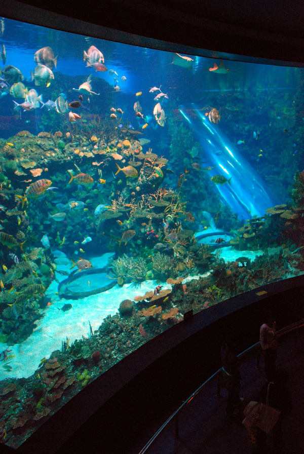 Various Exhibits at the beijing aquarium